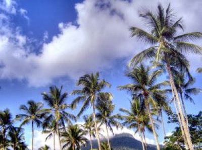 coconuts_trees_tree_221641_l palm trees