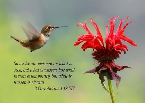 normal_Corinthians_Humming_Birds_Bi