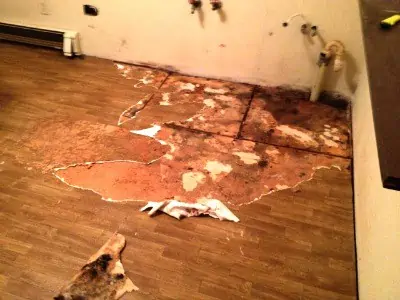 Moldy plywood floor.