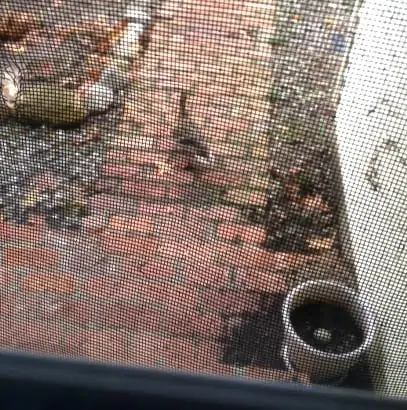 Two ducks waiting outside the front door near the duck egg.
