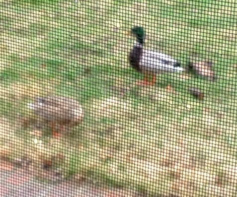 Two ducks waiting outside the front door.