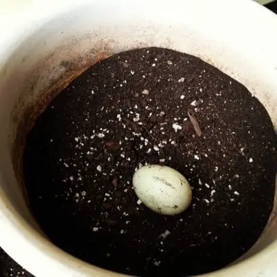 Close-up of duck egg in flower pot.