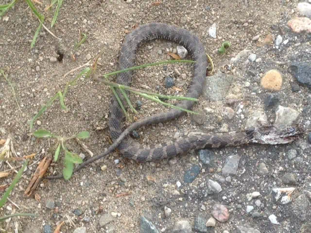 A close up of a snake.