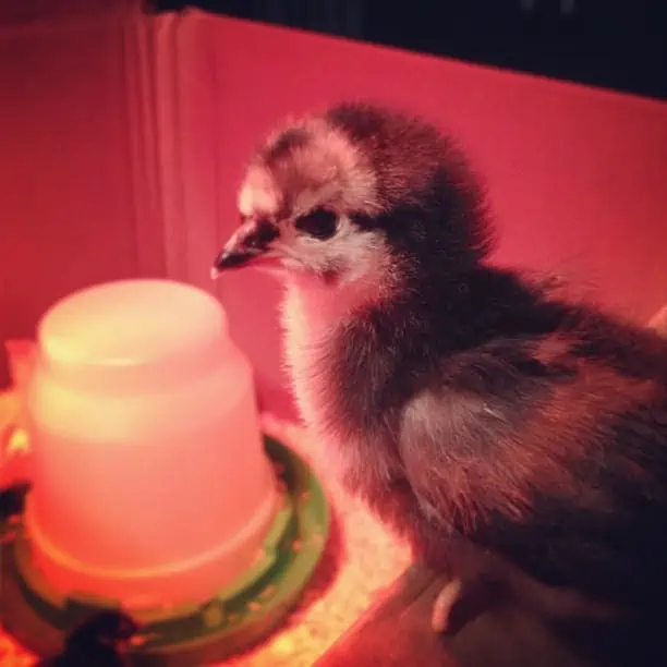 A small baby chicken sitting next to his feeder.