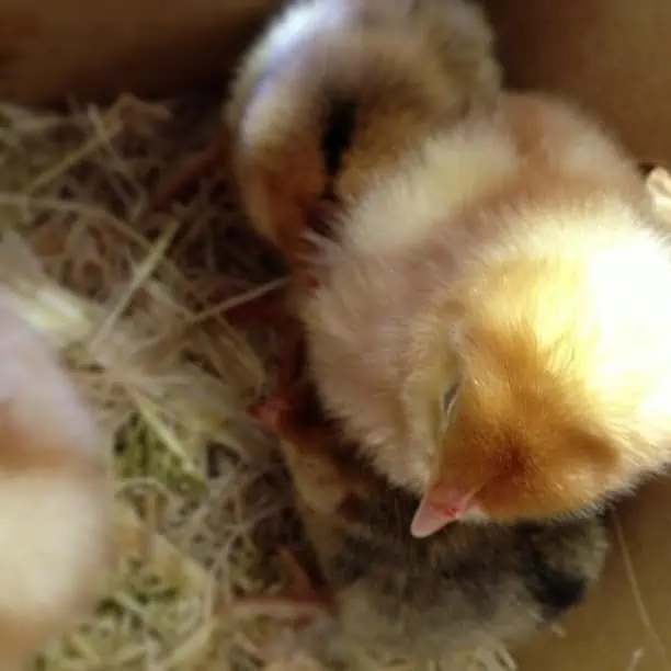 A group of baby chicks sitting next to each other. 