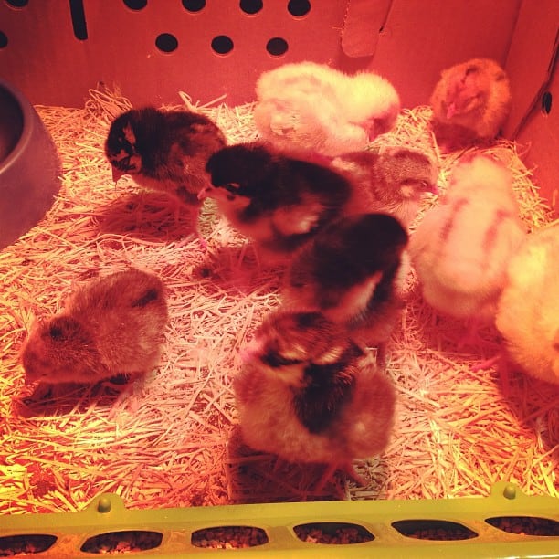A group of baby chicks under a warm light.
