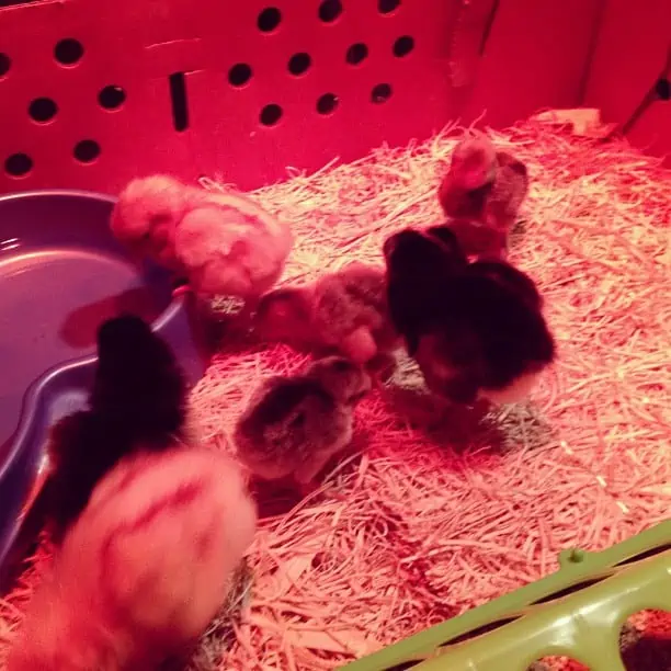 A group of baby chicks under a heat lamp.