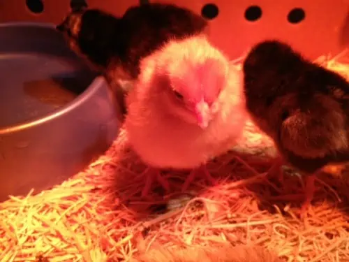 A bird sitting on top of a pile of hay