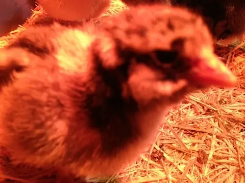 A close up of a baby chick.