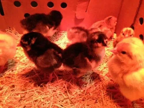 A group of baby chicks sitting on top of a pile of hay