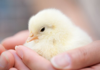 A baby chick in someone\'s hand.