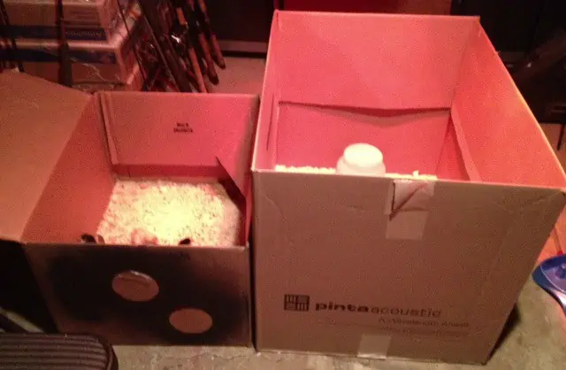 Several boxes with baby chickens.