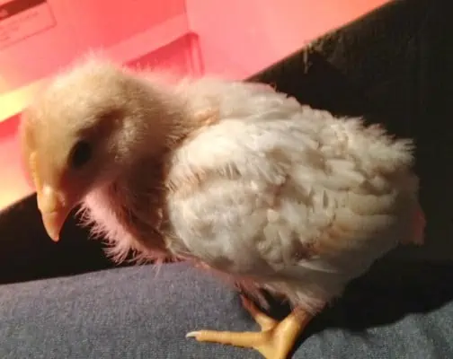 A baby chicken sitting on top of a lap