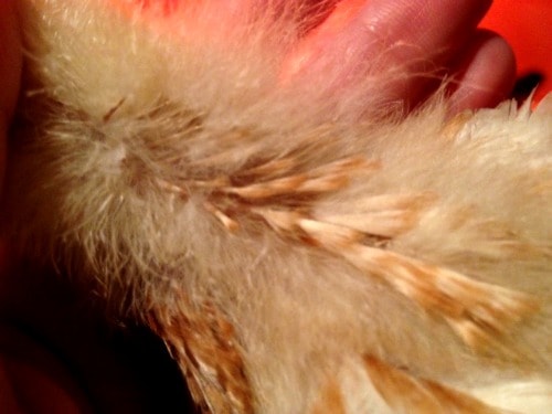 A close up of a growing baby chicken.