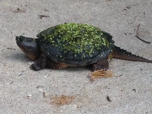 A turtle trying to walk across the road.