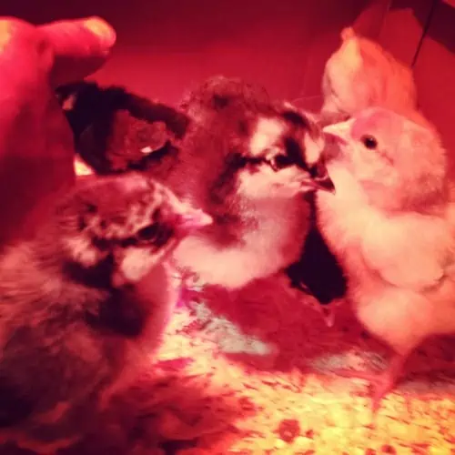 A group of baby chicks cuddled together.