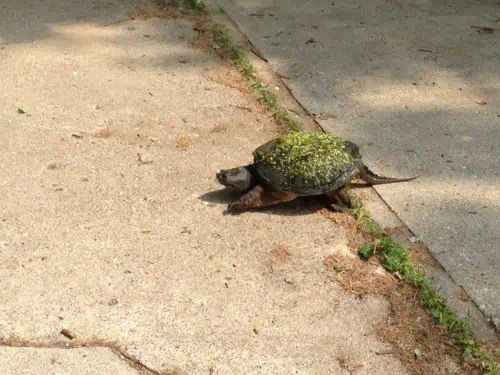 A turtle on a dirt road