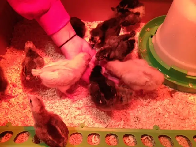 A closeup of several baby chicks eating out of someone\'s hand.