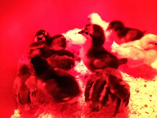 A group of baby chickens. 