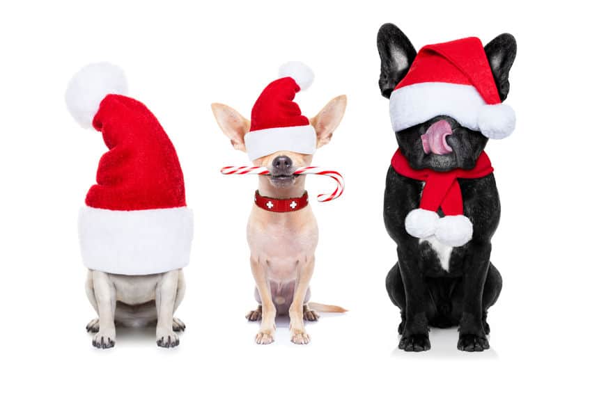 Dogs wearing Santa hats and licking candy canes.