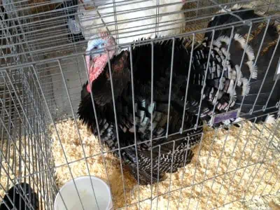 A turkey in a cage