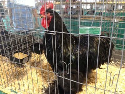 A large, black chicken in a cage.
