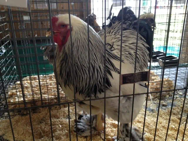 A large chicken in a cage.