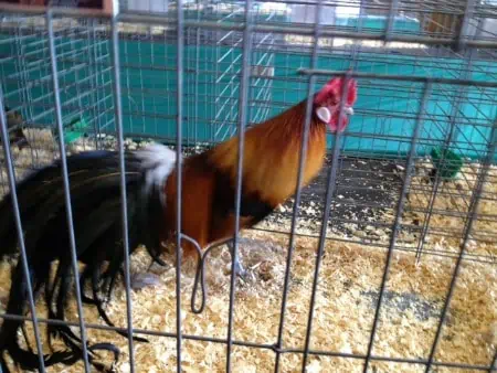 A chicken standing in a cage