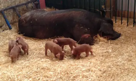 A large momma pig and her piglets.