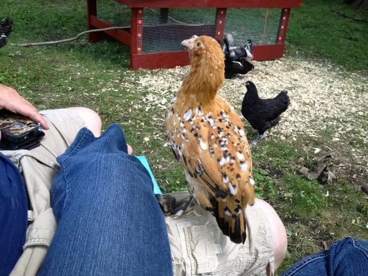 Chicken sitting next to a person in a yard.