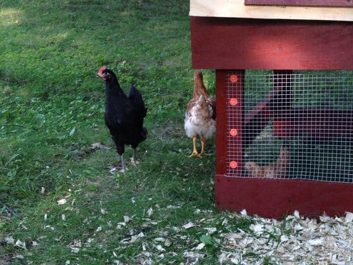 Several chickens scattered inside and outside of the chicken coop. 