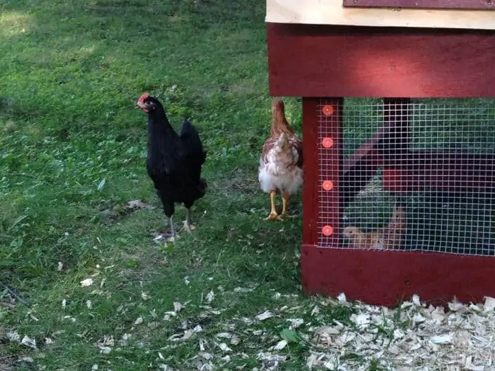 Several chickens scattered inside and outside of the chicken coop. 