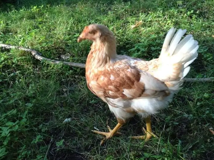 raising chickens