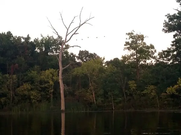 A dead tree next to a body of water.