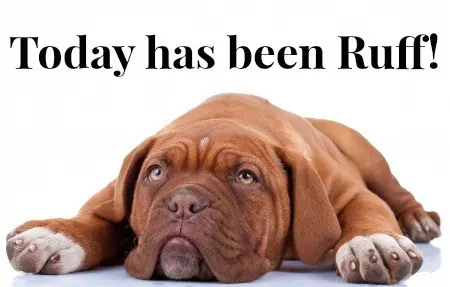 Puppy dog with caption that reads \"today has been ruff.\"