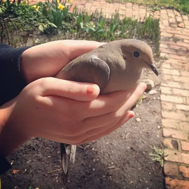 A calm dove in a lady\'s hands.
