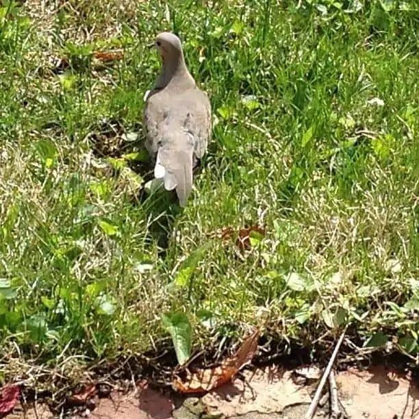 A dove that is standing in the grass
