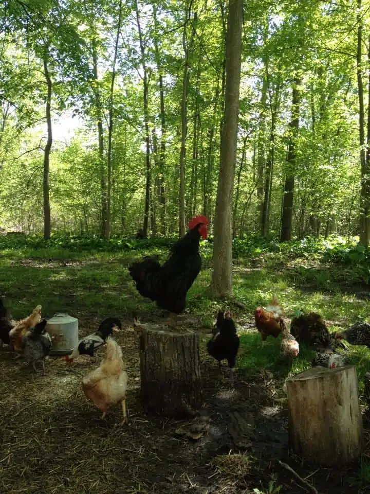 A chicken standing on a tree stump in a forest