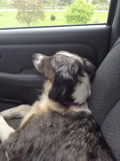 A dog sitting in the front seat of a car