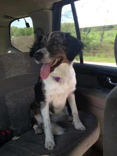 A dog sitting in the front seat of a car window