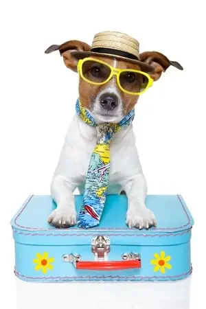 A dog wearing a hat and sunglasses. Stress-free travel tips without breaking the bank.
