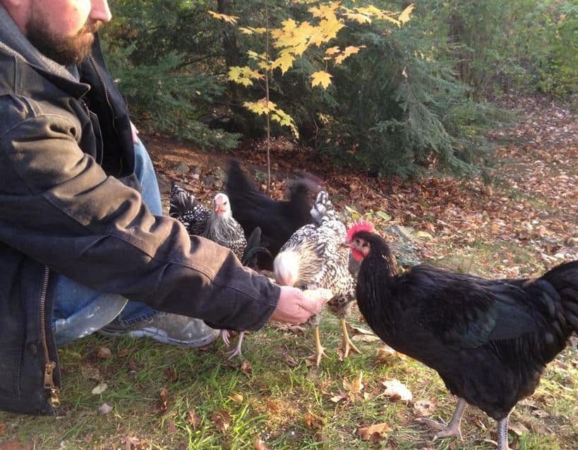 A man standing next to a rooster