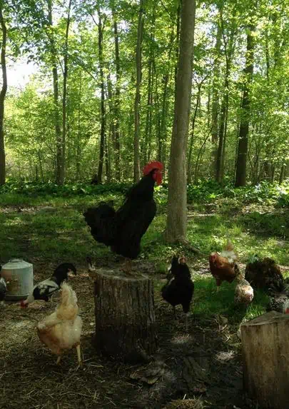 A rooster standing in a forest