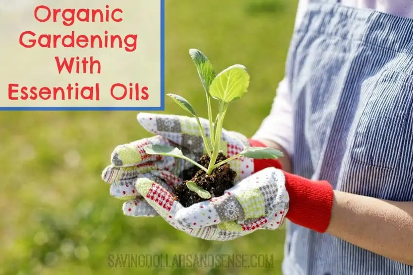 Organic Gardening with Essential Oils