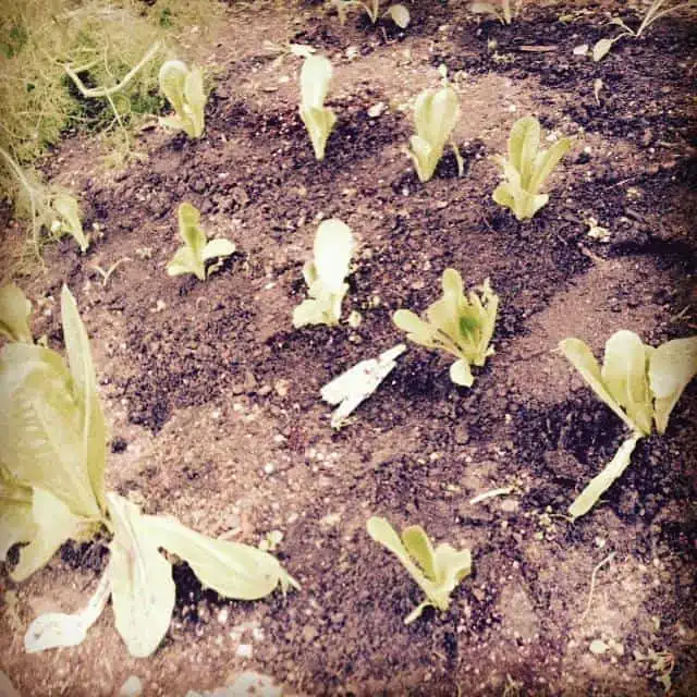 Garden sprouts coming out of the ground.