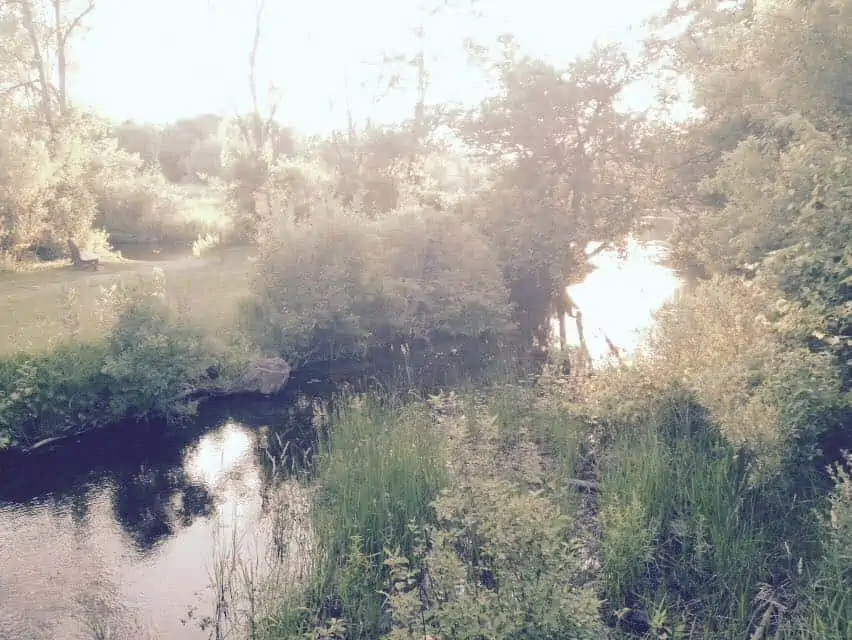 A group of trees and bushes next to a body of water.