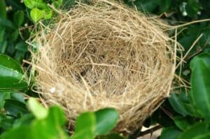 empty nest syndrome stories