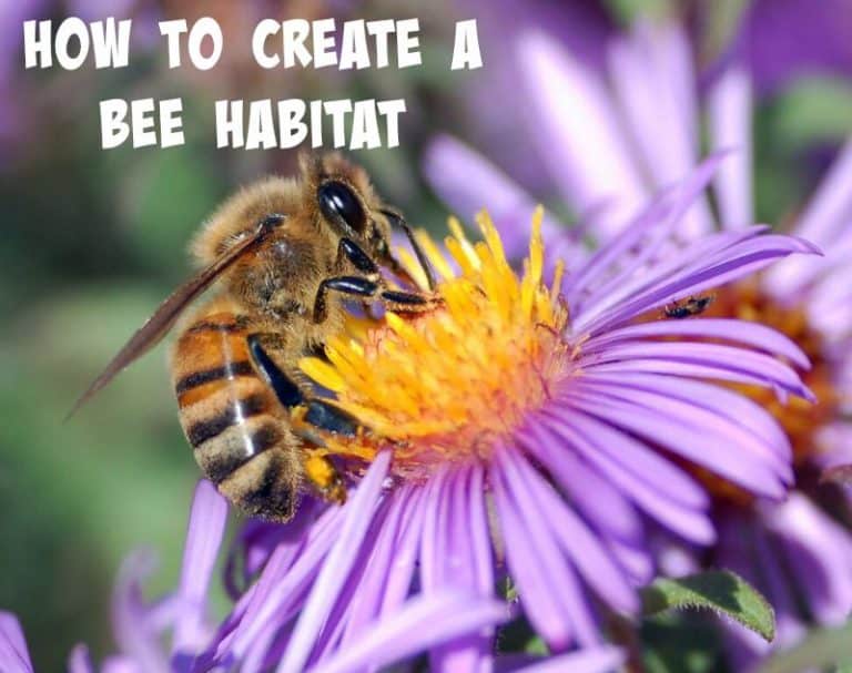 How to Make a Bee House and Habitat - Saving Dollars & Sense