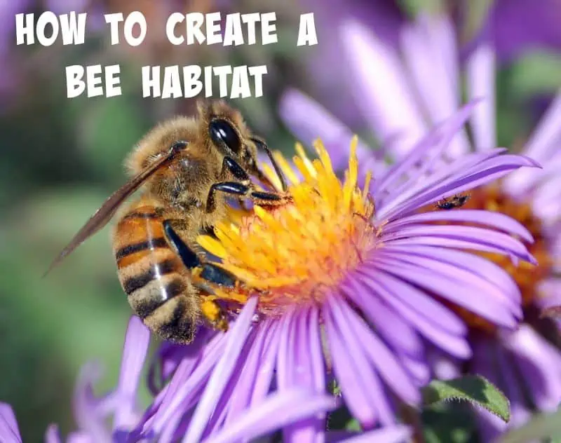 How to create a bee habitat.