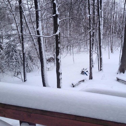 A snow covered forest